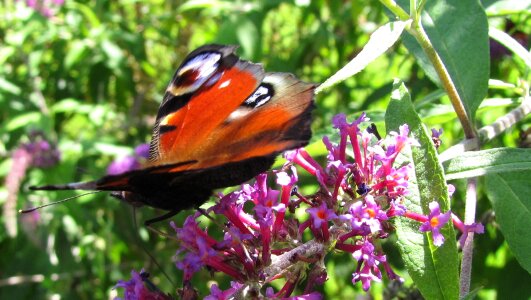 Lilac blossom bloom
