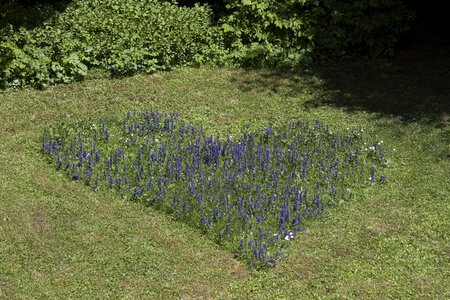 Meadow mowed grass