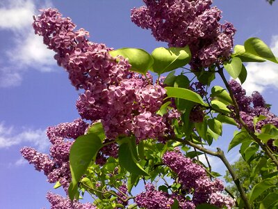 On spring summer lilac photo