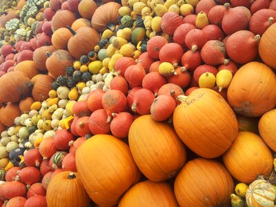 Pumpkin varieties nature autumn