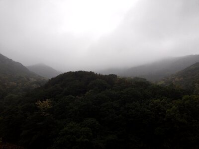 Fog forest spring rain