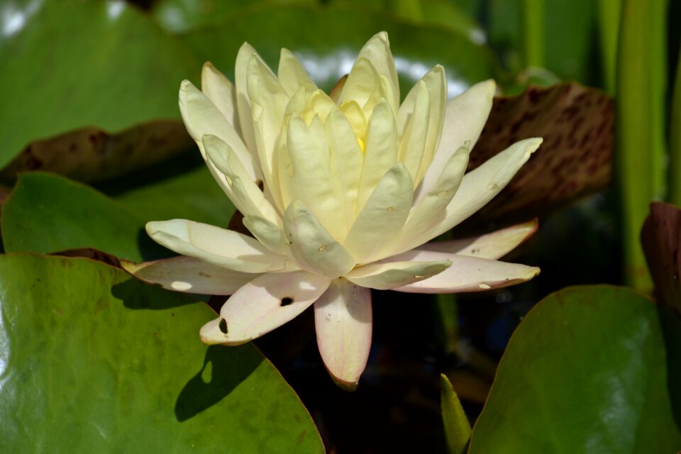 Nature blossom bloom
