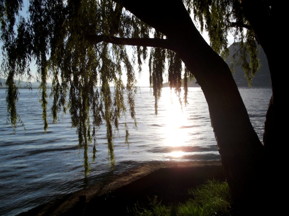 South africa sunset tree