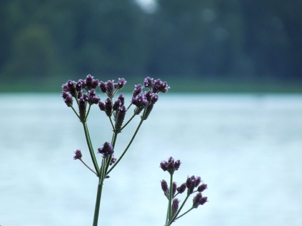 Dam wildflower nature