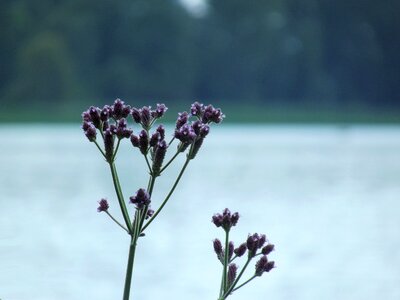 Dam wildflower nature