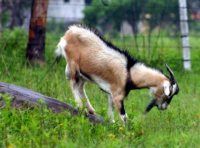 Goat animal Free photos photo