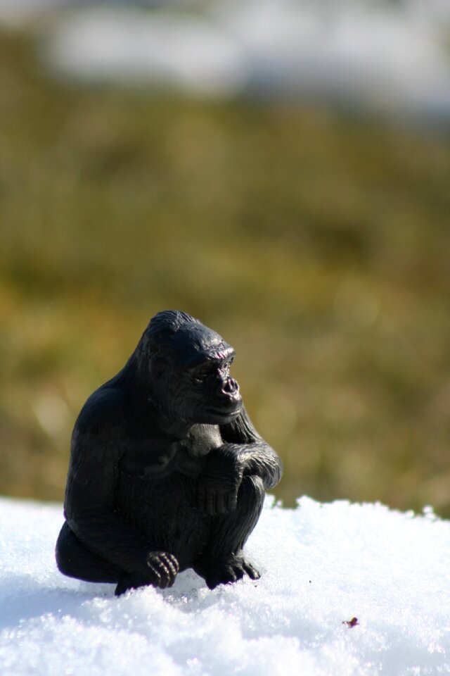 Animal gorilla wild