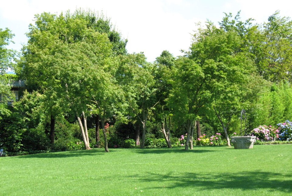 Plant rapperswil trees