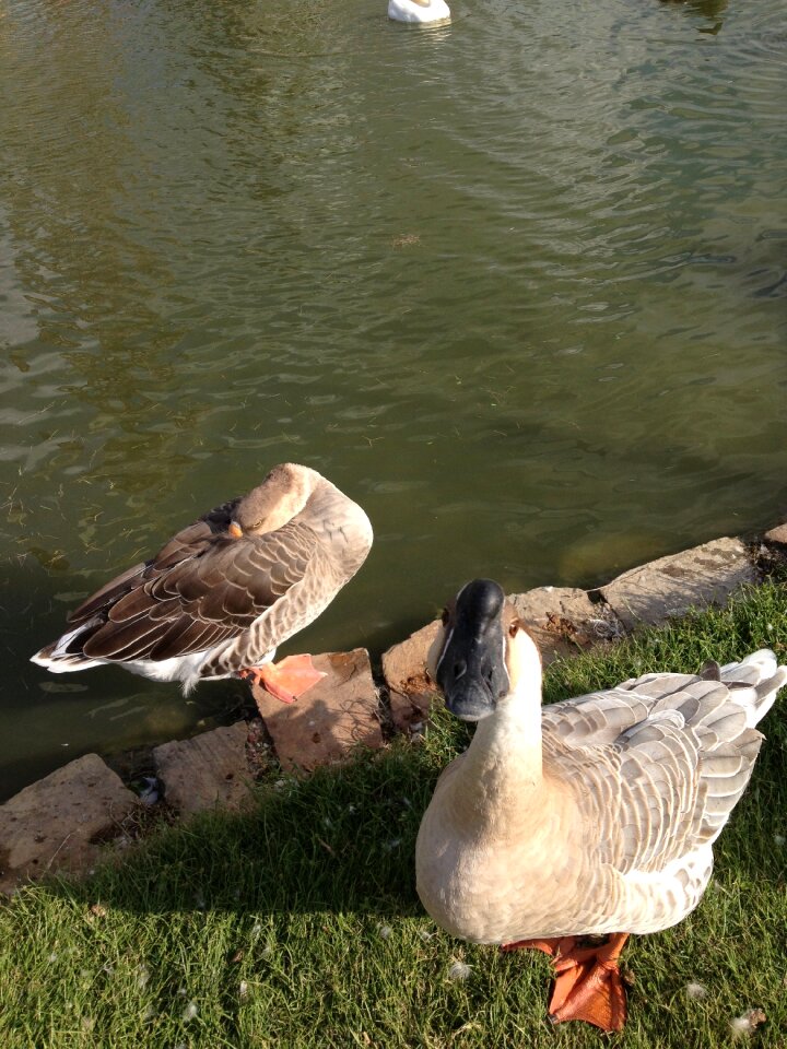 Geese bird