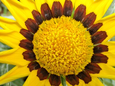 Yellow brown nature