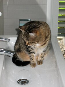 Curious bath rooms water