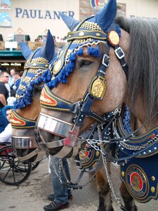 Oktoberfest munich horse brewery photo