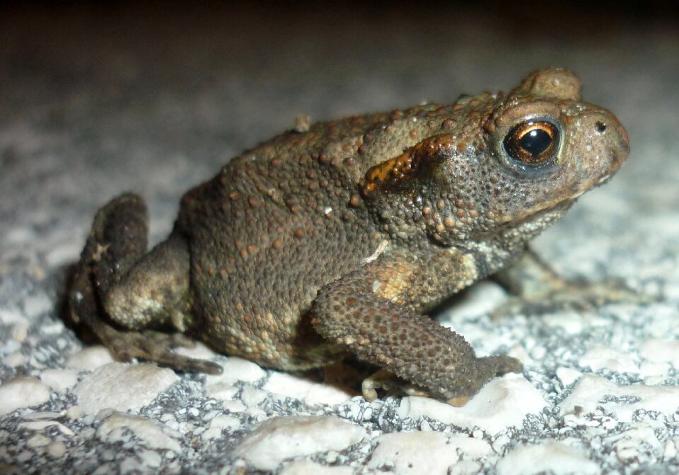 Jump amphibians nature