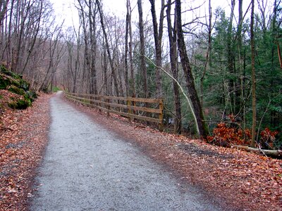 Trees road trail photo