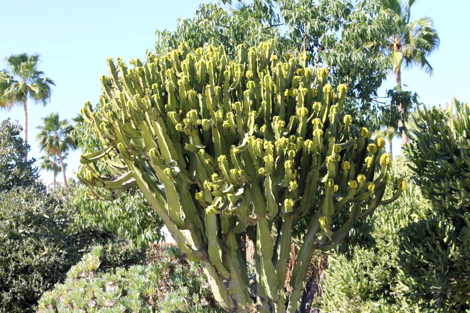 Blue sky africa