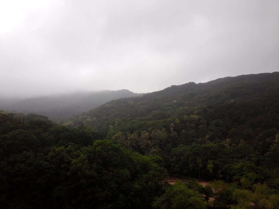 Fog forest spring rain
