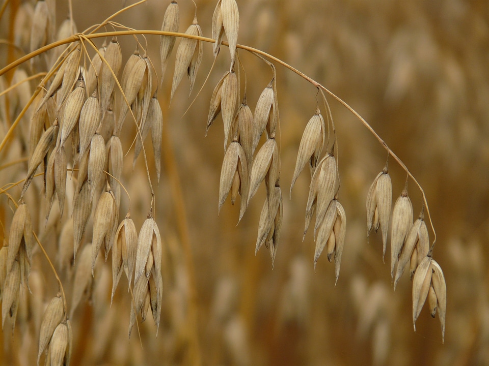 Grain agriculture herbaceous plant