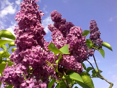 On spring summer lilac