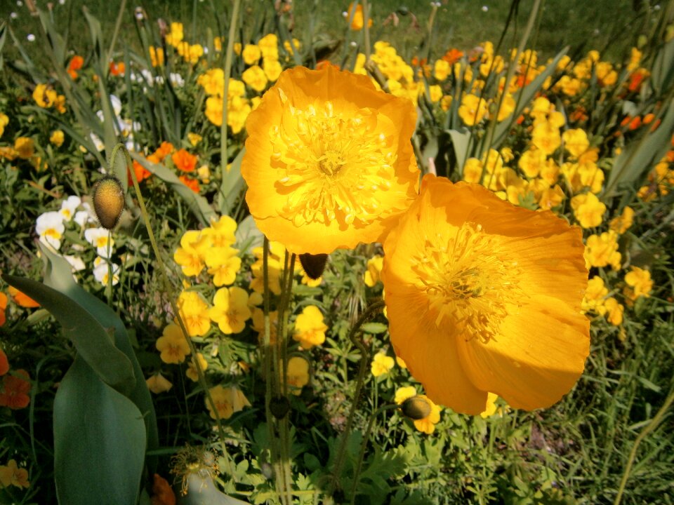 Poppy flower yellow macro