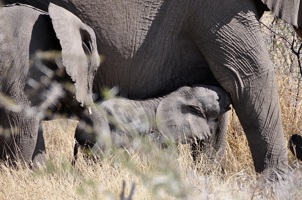 Africa namibia suckle
