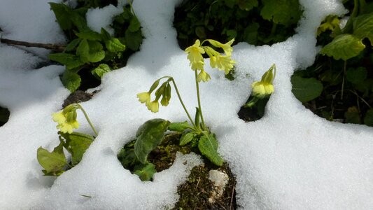 Allgäu snow in may cowslip