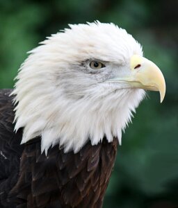 Feathered animal sharp eyed