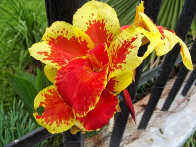 Orange yellow flora