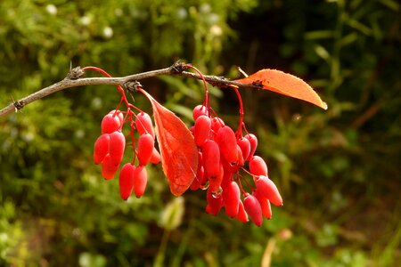 Berries golden autumn red