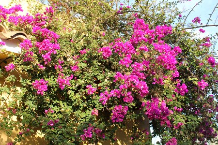 Blossom bloom close up