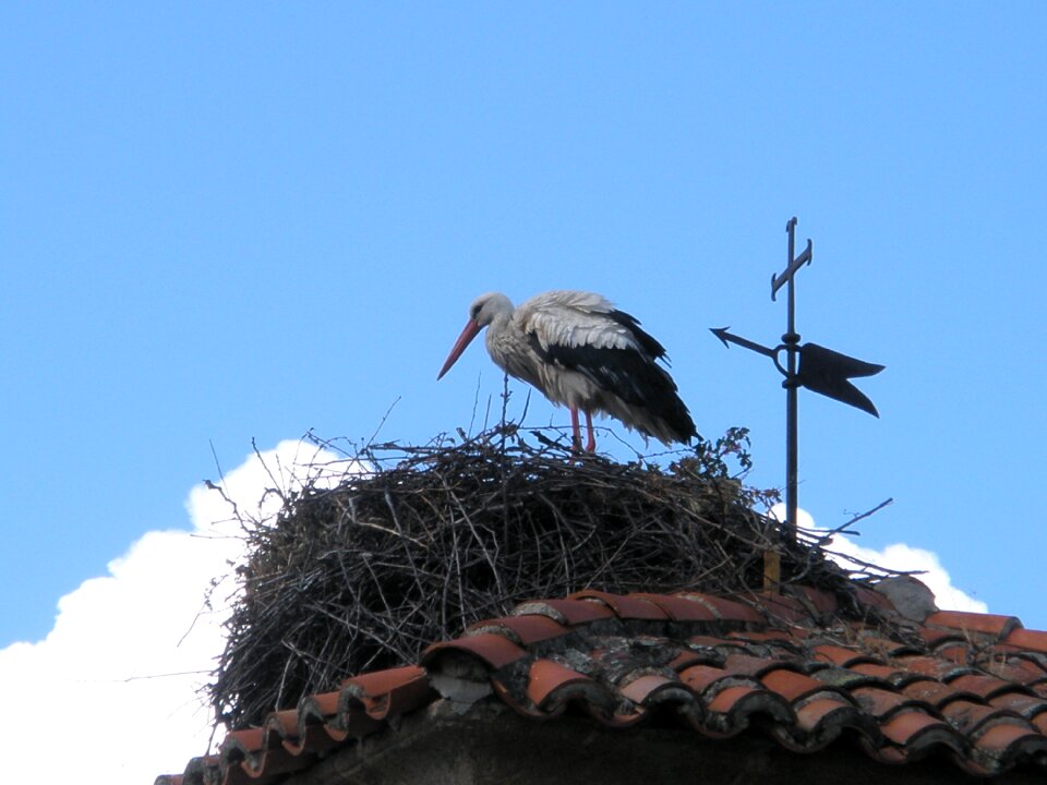 Stork white stork birds