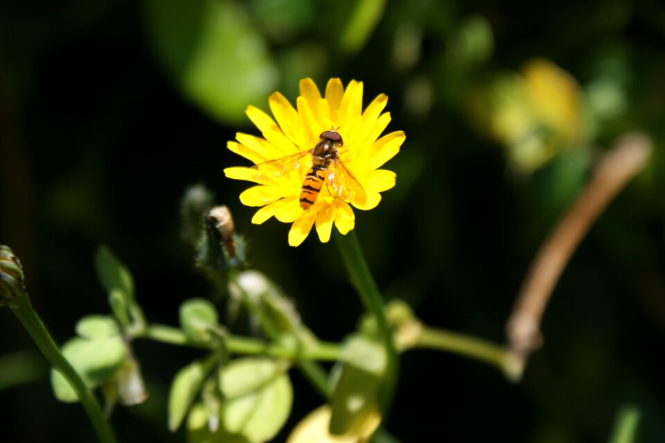 Syrphid fly syrphus fly yellow