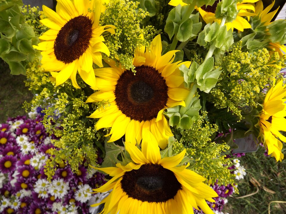 Yellow flowers yellow flower
