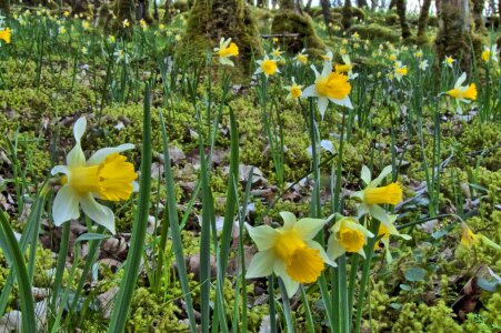 Daffodils undergrowth spring