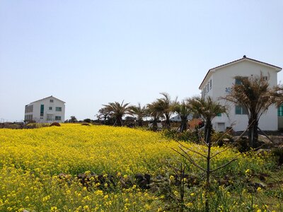 Jeju island jeju rape flowers