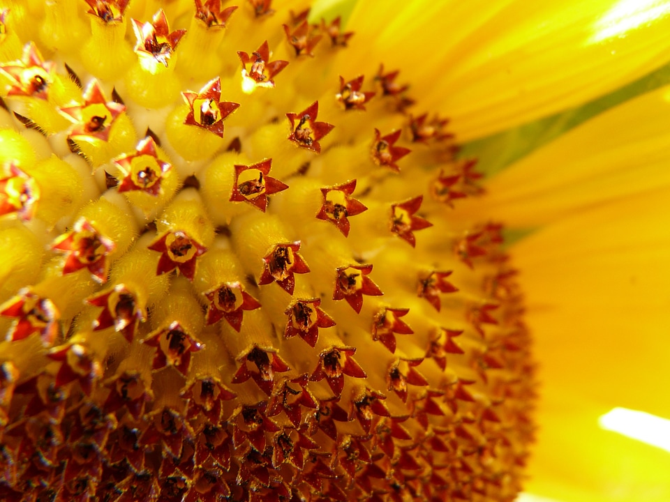 Tongue flower tubular flowers helianthus annuus