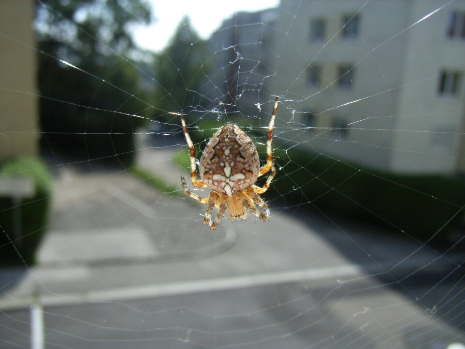 Cobweb animal insect