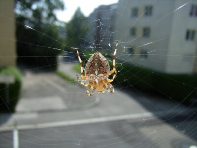 Cobweb animal insect