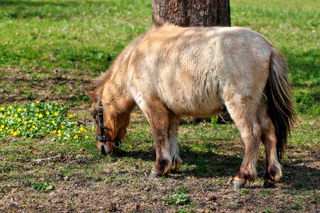 Animals graze nature