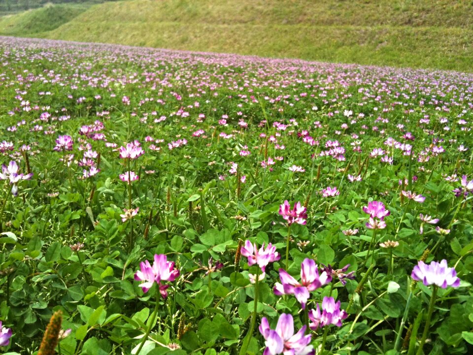 Lotus flower flowers field