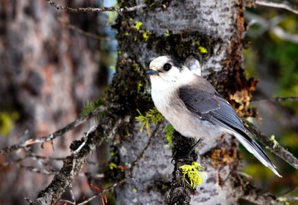 Branch perch nature