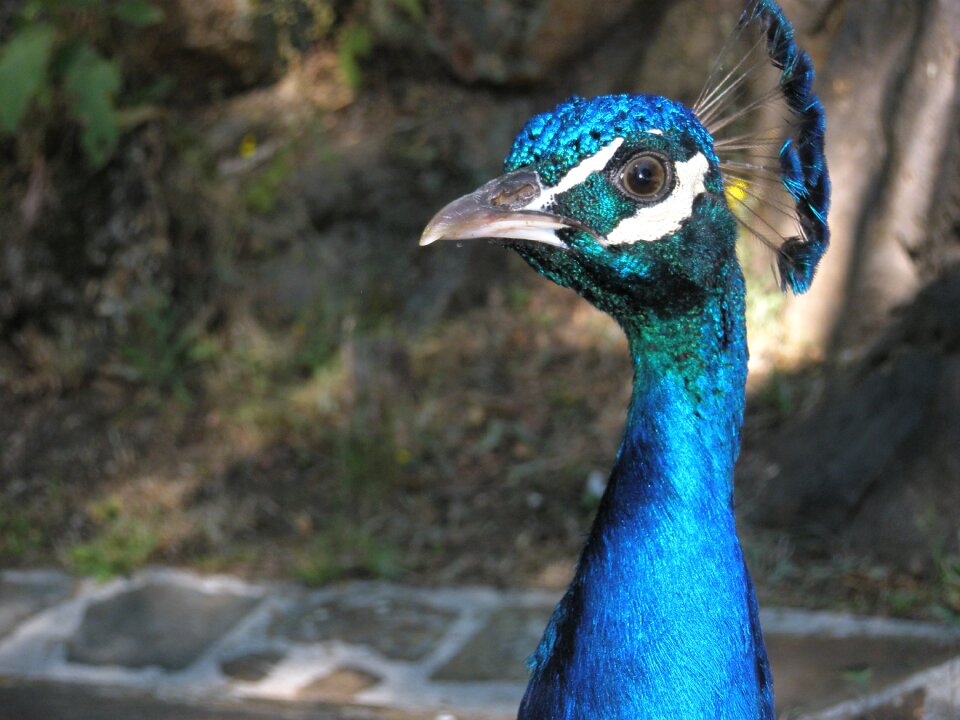 Royal birds peacock