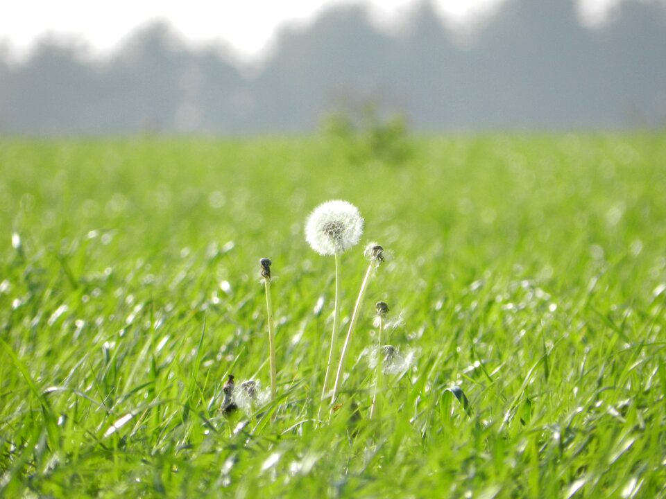 Green prado dandelion flower