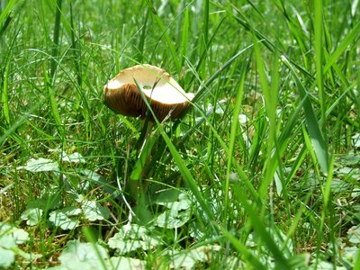 Plant meadow green
