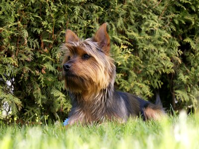 Puppy canine pet