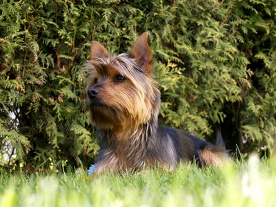 Puppy canine pet photo