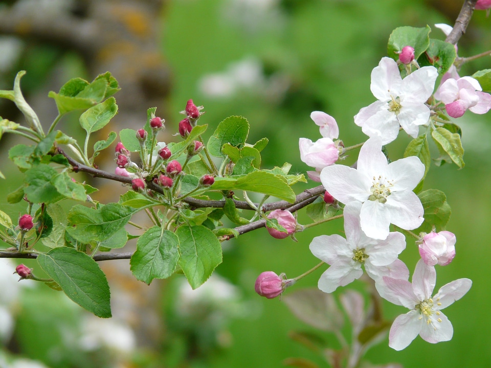 Bloom apple tree white
