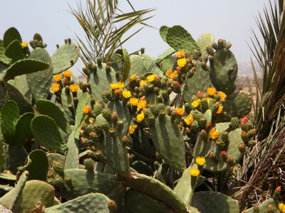 Cactus flower yellow vegetation photo