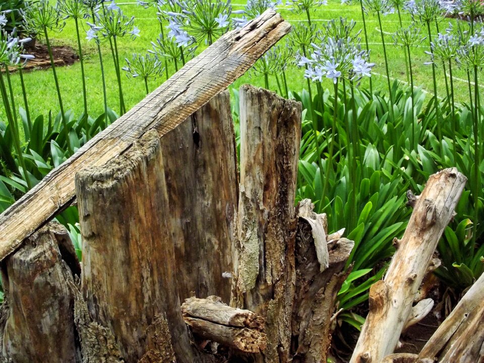 Texture tree dried
