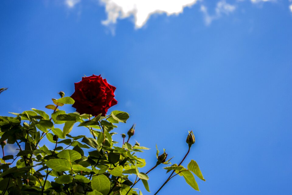 Blue clear blue sky spring