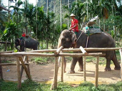 Elephant ele nuturschutz photo
